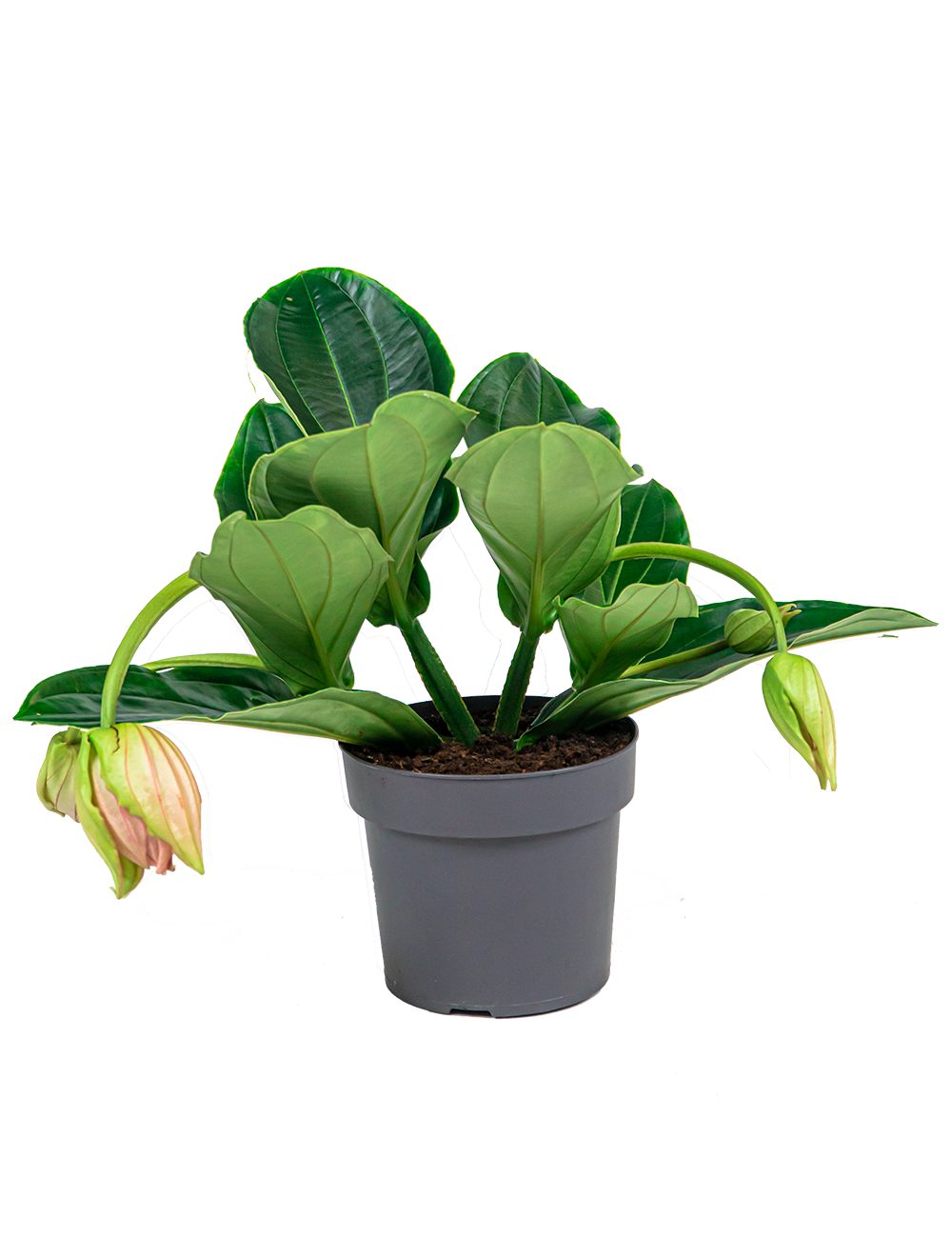 Verzorgingstips Medinilla 